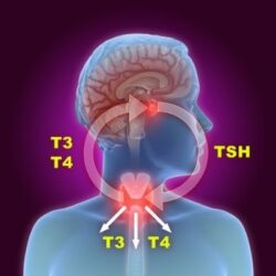 Thyroid Test (T3-T4-TSH)